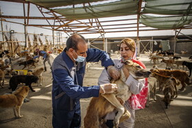 واکسیناسیون سگهای بلاصاحب در پناهگاه حیوانات ماهشهر