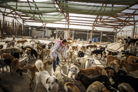 واکسیناسیون سگهای بلاصاحب در پناهگاه حیوانات ماهشهر