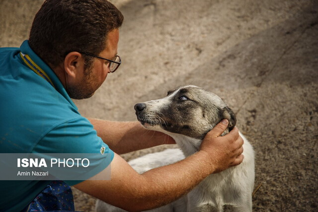 تاثیر مستقیم بیماری «هاری» بر سیستم عصبی مغز تاثیر مستقیم بیماری «هاری» بر سیستم عصبی مغز