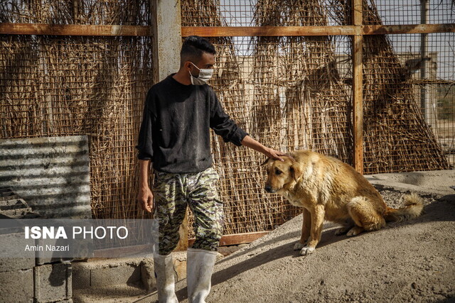واکسیناسیون بیش از ۲۰۰ قلاده سگ گله و نگهبان علیه بیماری هاری در باشت واکسیناسیون بیش از ۲۰۰ قلاده سگ گله و نگهبان علیه بیماری هاری در باشت