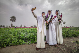برداشت گل در حمیدیه-خوزستان
