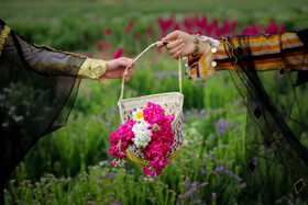 برداشت گل در حمیدیه-خوزستان
