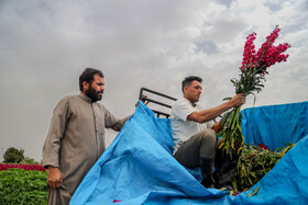 برداشت گل در حمیدیه-خوزستان