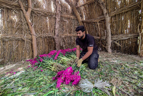 برداشت گل در حمیدیه-خوزستان