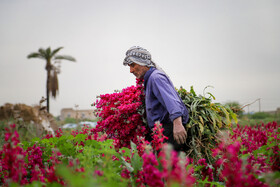 برداشت گل در حمیدیه-خوزستان