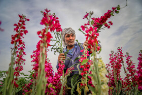برداشت گل در حمیدیه-خوزستان