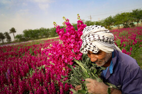 برداشت گل در حمیدیه-خوزستان