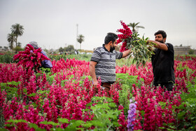 برداشت گل در حمیدیه-خوزستان