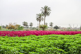 برداشت گل در حمیدیه-خوزستان