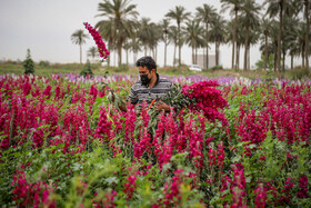 برداشت گل در حمیدیه-خوزستان