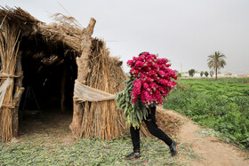 برداشت گل در حمیدیه-خوزستان