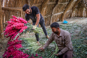 برداشت گل در حمیدیه-خوزستان