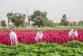 برداشت گل در حمیدیه-خوزستان