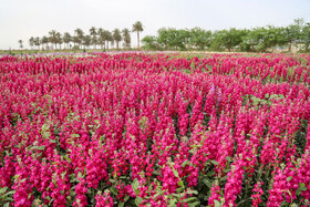 برداشت گل در حمیدیه-خوزستان