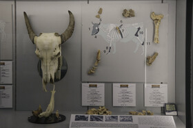 مراسم رونمایی از موزه هفت تپه 《ایلام روایت نو》