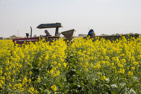 مزارع کلزا شهرستان شوش-خوزستان
