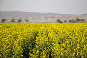 مزارع کلزا شهرستان شوش-خوزستان