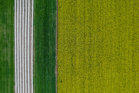 مزارع کلزا شهرستان شوش-خوزستان