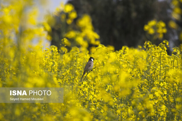 تفاوت قیمت خرید دانه روغنی کلزا بزودی پرداخت می‌شود