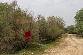 پارک ملی کرخه در ایام نوروز