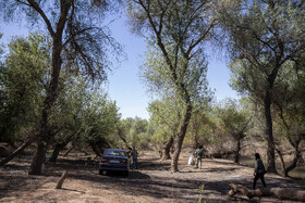 پارک ملی کرخه در ایام نوروز