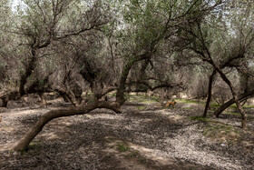 پارک ملی کرخه در ایام نوروز