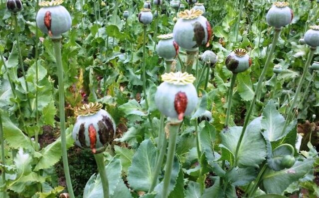 کشف زمین زیر کشت خشخاش در اندیکا
