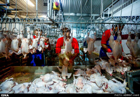 کشتار ساعتی ۶۰۰۰ قطعه مرغ در کشتارگاه صنعتی گچساران