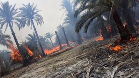 تحقق و اجرای بیمه آتش‌سوزی نخیلات در خوزستان