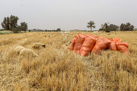 برداشت گندم در حمیدیه-خوزستان