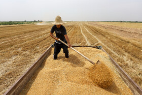 پرداخت ۹۶ درصدی مطالبات گندمکاران خوزستانی