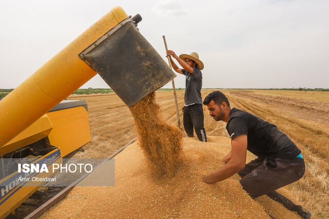 ۷۰ درصد برنامه خرید و ذخیره گندم در قزوین محقق شده است