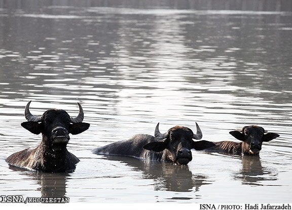 احداث استخرهای شنای گاومیش در خوزستان احداث استخرهای شنای گاومیش در خوزستان