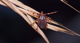 در فصل گرم، مراقب "تب کریمه کنگو" باشید