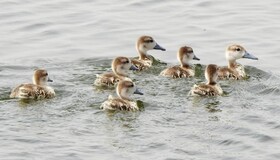 ثبت رکورد مشاهده جوجه اردک مرمری در تالاب هورالعظیم
