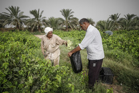 برداشت انگور در روستای غزاویه بزرگ شهرستان کارون