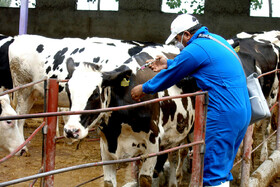 اجرای فاز نخست واکسیناسیون رایگان تب برفکی در خوزستان