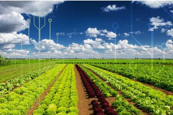 ۳۰ درصد از تولیدات غذایی کشورهای توسعهیافته به ضایعات تبدیل میشود