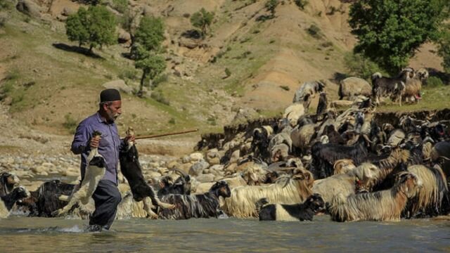 خسارت سیل به ۳۰۰ کیلومتر راه عشایری خوزستان/ تلف شدن ۲۰۰ راس دام