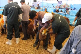 فعالیت ۸۶ اکیپ دامپزشکی خوزستان در تاسوعا و عاشورا