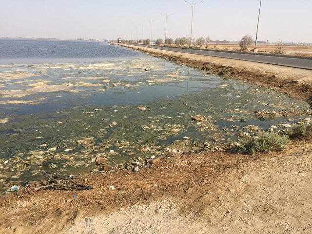 توضیحی درباره دلیل تلف شدن صدها هزار قطعه ماهی در ماهشهر