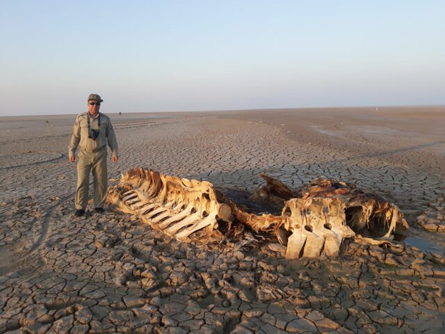 کشف لاشه یک دلفین در سواحل بحرکان