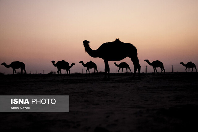 ارائه ۹۶ مقاله در اولین کنگره بین‌المللی شتر در بافق