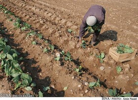 آغاز آماده‌سازی اراضی شهرستان باوی جهت کشت پاییزه