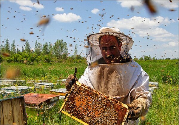 صنعت زنبورداری مورد بی‌مهری قرار گرفته است