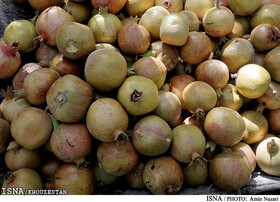 ۱۲ هزار تن انار از باغات باغملک برداشت می‌شود