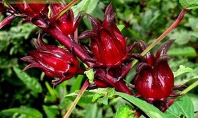 از متقاضیان صنایع تکمیلی چای ترش در خوزستان حمایت می‌شود