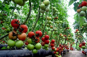 صادرات ۴ محصول گلخانه‌ای بدون کد "کیو آر" ممنوع است