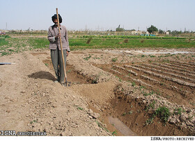 محصولات کشاورزی بوشهر ۱۹۰ میلیارد تومان خسارت دیدند