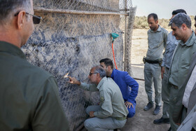 رهاسازی ۶ رأس گوزن زرد ایرانی در پارک ملی دز و کرخه